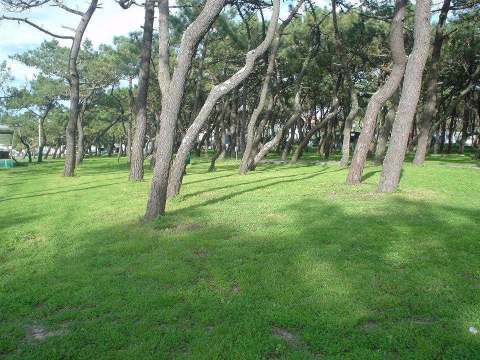 Parque De Campismo Da Praia Da Barra Gafanha da Nazaré Eksteriør billede